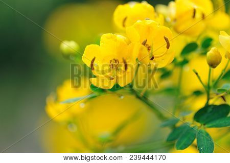 Closeup Of Blooming Cassia Surattensis Flowers In Spring