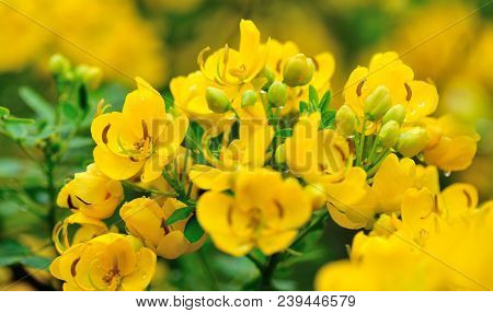 Blooming Yellow Cassia Surattensis Flowers In Spring