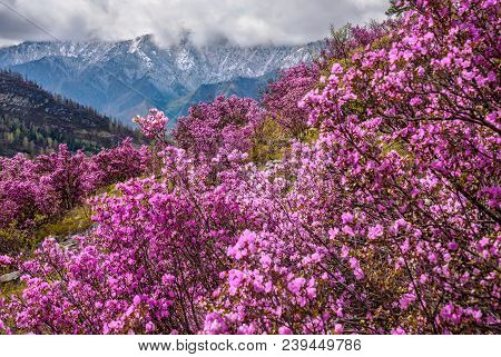 Bright Purple Flowers Ledebur Rhododendron Growing On The Slope Of The Mountain Against The Backdrop