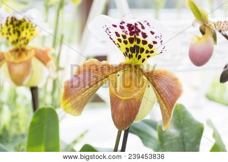 Beautiful Blossom  Paphiopedilum Henryanum Orchids In Form As Slipper With Four Petals, Top With Whi