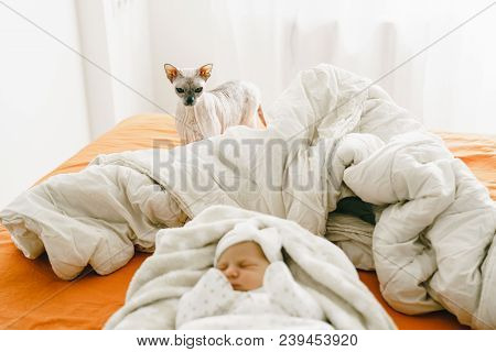 The Reaction Of A Domestic Cat To A Newborn Baby. The Cat Of The Don Sphynx Looks Attentively At The