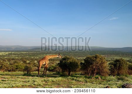 Landscape With Masai Giraffe Or Giraffa Camelopardalis Tippelskirchii Eating Leaves In Savannah