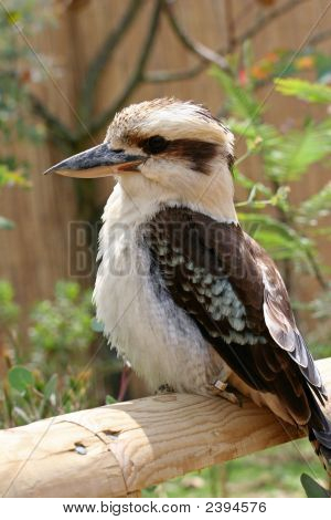Kookaburra