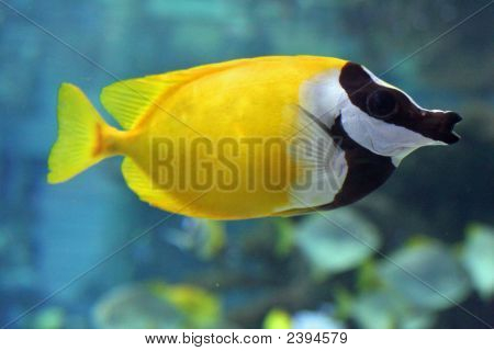Pesce
