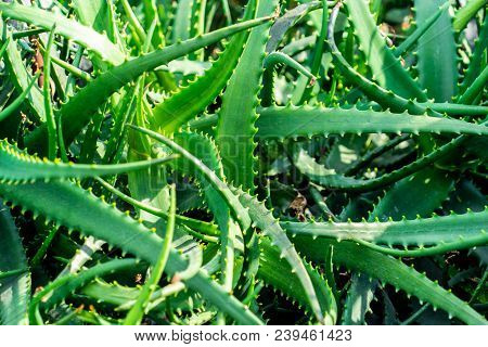 Bunch Of Green Alovera Plant In Garden