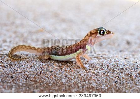 The Namib Sand Gecko Or Web-footed Gecko (pachydactylus Rangei) Photographed In The Dorob National P