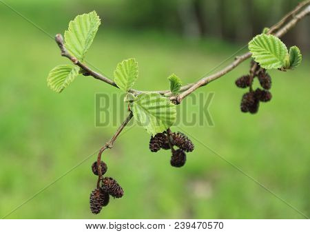Closeup Of A Common Black Alder Alnus Glutinosa Branches In Spring