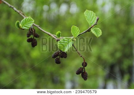 Alnus Glutinosa In Spring, Branch Of Black Alder