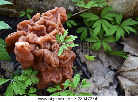 Gyromitra Esculenta (false Morel,calf Brain,bull Nose) Mushroom In The Forest.first Spring Mushrooms