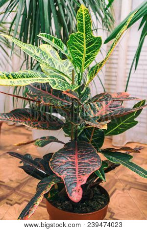 Home Plant Croton In A Pot. Codiaeum Variegatum. Plant With Striped Leaves