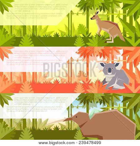 Vector Image Of The Set Of Flat Banners With Australian Animals Kangaroo, Koala And Qiwi