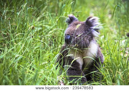 Wild Koala Seen Along The Way To Cape Otway Lightstation Melbourne Australia Great Ocean Road