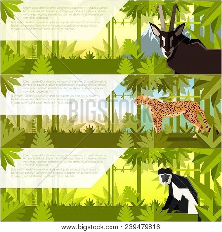 Vector Image Of The Set Of Flat Banners With African Animals Antelope, Cheetah And Colobus