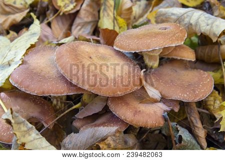 In The Yellow Leaves Hide Edible Mushrooms, Kuehneromyces Mutabilis