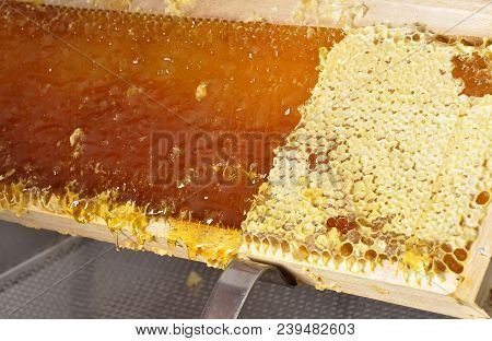 Colorful And Crisp Image Of Uncapped And Capped Honeycomb