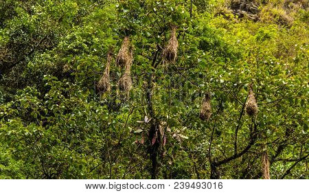 Nest Birds In The Bolivian Jungle, Coroico