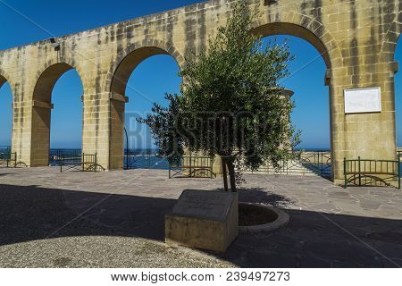 Valletta, Malta - August 02, 2016: Upper Barrakka Gardens Tree. Tree Planted By Hrh The Duke Of Glou