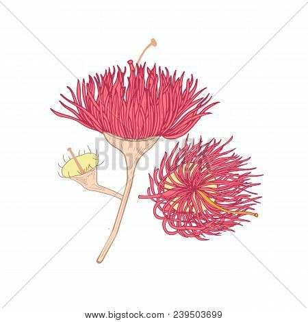 Eucalyptus Pink Blooming Flower Hand Drawn On White Background. Botanical Drawing Of Part Of Plant U