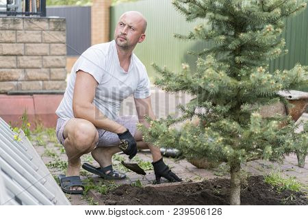 A Man Is Planting A Christmas Tree. Man Planting Small Christmas Tree In Silty Soil Ground With Bare