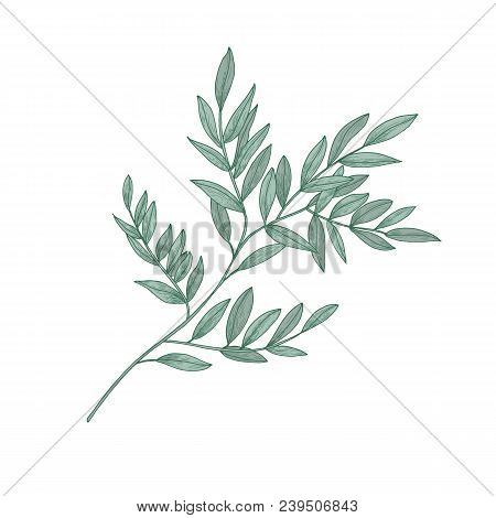 Ruscus Sprig With Green Leaves Isolated On White Background. Beautiful Natural Drawing Of Gorgeous E