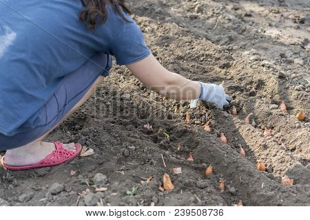 Woman's Hand In A Glove Puts To The Soil Of A Bulb Of A Gladiolus. Gardening. A Garden Woman Puting 