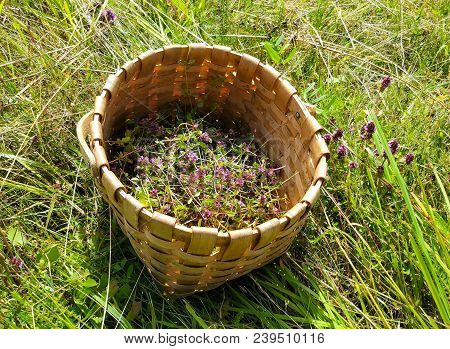 Blossoming Thyme In A Basket On Meadow In The Sunny Day. Thymus Serpyllum Plants For Herbal Tea.