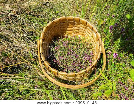 Blossoming Thyme In A Basket On Meadow In The Sunny Day. Thymus Serpyllum Plants For Herbal Tea.