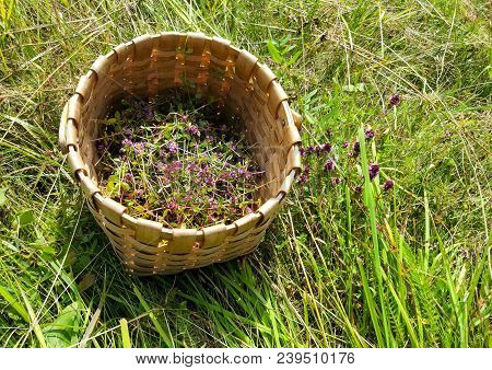 Blossoming Thyme In A Basket On Meadow In The Sunny Day. Thymus Serpyllum Plants For Herbal Tea.