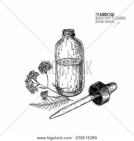 Hand Drawn Set Of Essential Oils. Vector Yarrow Milfoil Flower. Medicinal Herb With Glass Dropper Bo