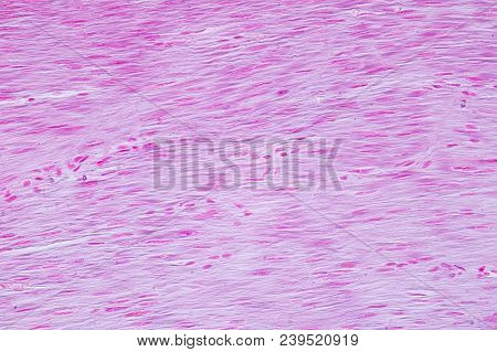 Histology Of Human Smooth Muscle Under Microscope View For Education, Human Tissue