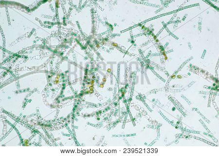 Filamentous Algae Image & Photo (Free Trial) | Bigstock