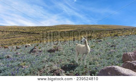 Road To Volcan Tunupa. Vegetation And Vicuñas In The Fields Of The Village Of Chatahuana, Next To Sa