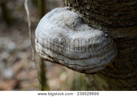 Fomes Fomentarius Commonly Known As Tinder Fungus Has Been Used For Starting Fires Since 3,000 Bc.