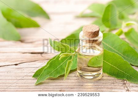 Eucalyptus Essential Oil In The Bottle With Fresh Eucalyptus