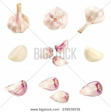 Collection Of Fresh Garlic Isolated On White Background. Set Of Multiple Images. Part Of Series