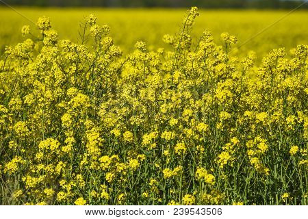 Blooming Colza Flowers In A Colza Field In Poland. Yellow Colza Flower. Rape Flower On Rapeseed.