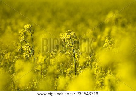Blooming Colza Flowers In A Colza Field In Poland. Yellow Colza Flower. Rape Flower On Rapeseed.