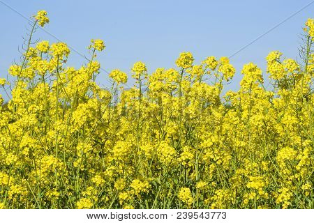 Blooming Colza Flowers In A Colza Field In Poland. Yellow Colza Flower. Rape Flower On Rapeseed.