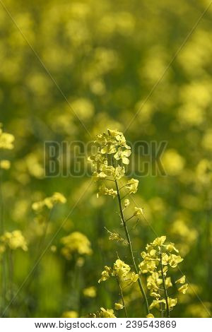 Blooming Colza Flowers In A Colza Field In Poland. Yellow Colza Flower. Rape Flower On Rapeseed.
