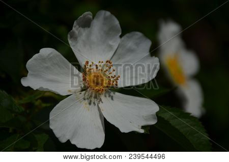 White Flower Of Iron Wood Blooming On Tree, Indian Rose Chestnut Tree