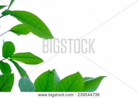 Tropical Tree Leaves Growing In Botanical Garden On White Isolated Background For Green Foliage Patt