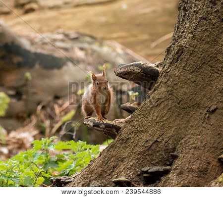 Red Squirrel On Bracket Fungus On Brownsea Island.