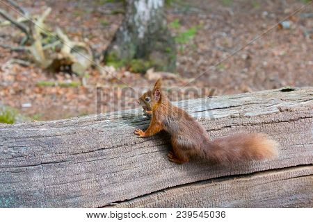 Red Squirrel With Hazelnut On Brownsea Island.