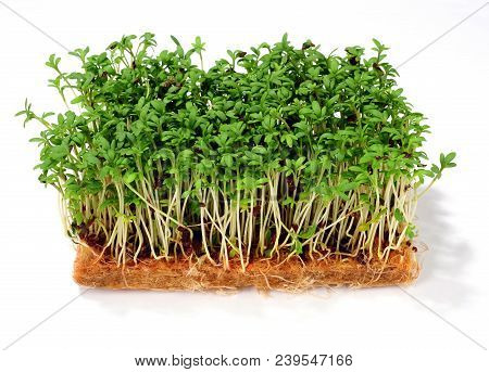 Fresh Garden Cress Isolated Over White Background