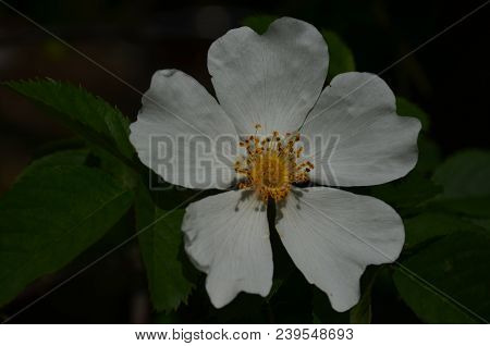 White Flower Of Iron Wood Blooming On Tree, Indian Rose Chestnut Tree