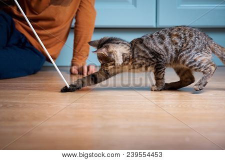 Boy Is Playing With Kitten. Cat Is Catching Ribbon With Bow.