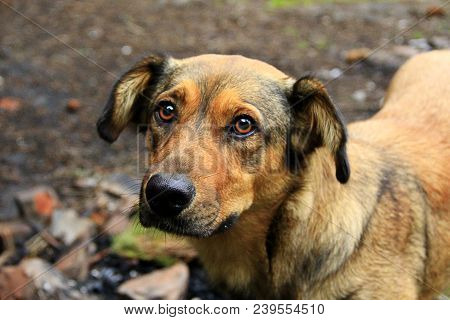 Brown Sad Mongrel Standing On Ground. Curious Dog Looking Sadly. Homeless Mongrel Dog Waiting For Ne
