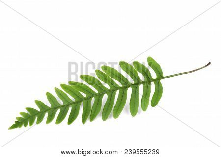 Fresh Fern Branch Isolated On White Background