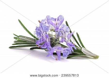 Rosemary Sprig In Flowers Isolated On White Background