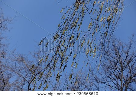 Pendulous Branches Of Birch With Catkins Against Blue Sky